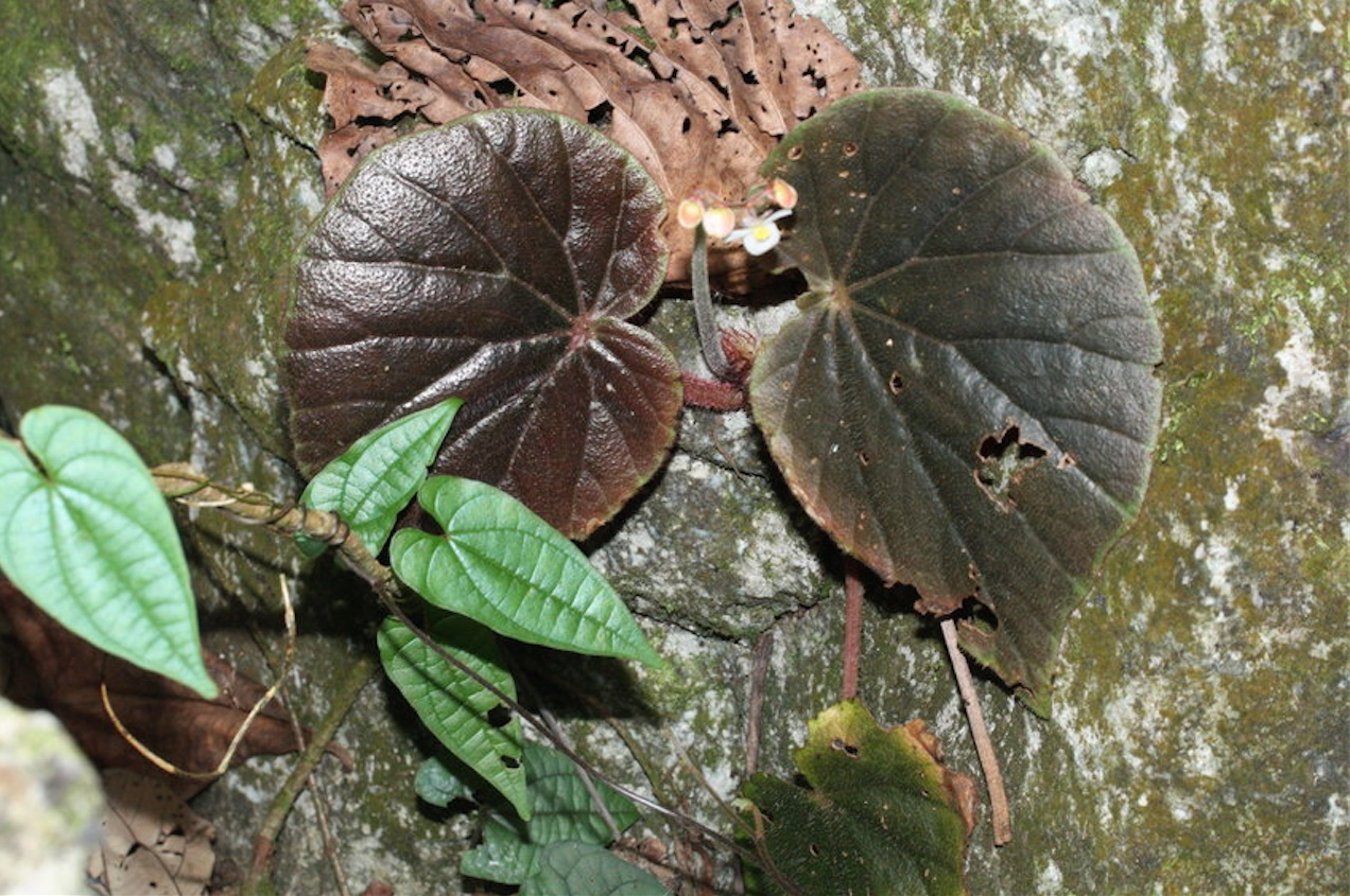 B. caramoanensis